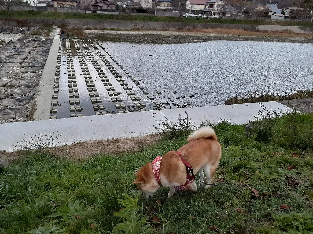 毎朝6時の犬の散歩コース | 姫路市・加古川市周辺で注文住宅を建てる