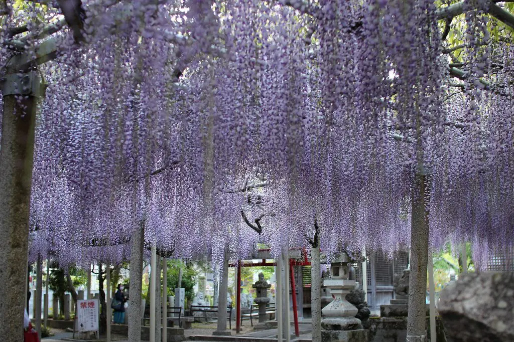 千年藤の花が見頃です。 | 姫路市・加古川市周辺で注文住宅を建てる