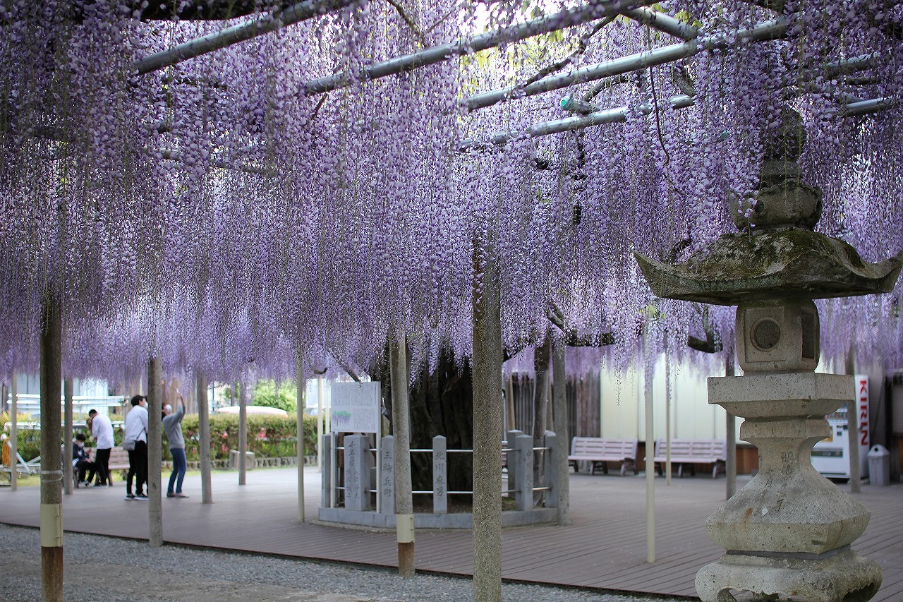 千年藤の花が見頃です。 | 姫路市・加古川市周辺でおしゃれな注文住宅 ...