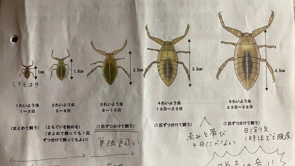 タガメの里親奮闘記 part2 | 姫路市・加古川市周辺で注文住宅を建てる