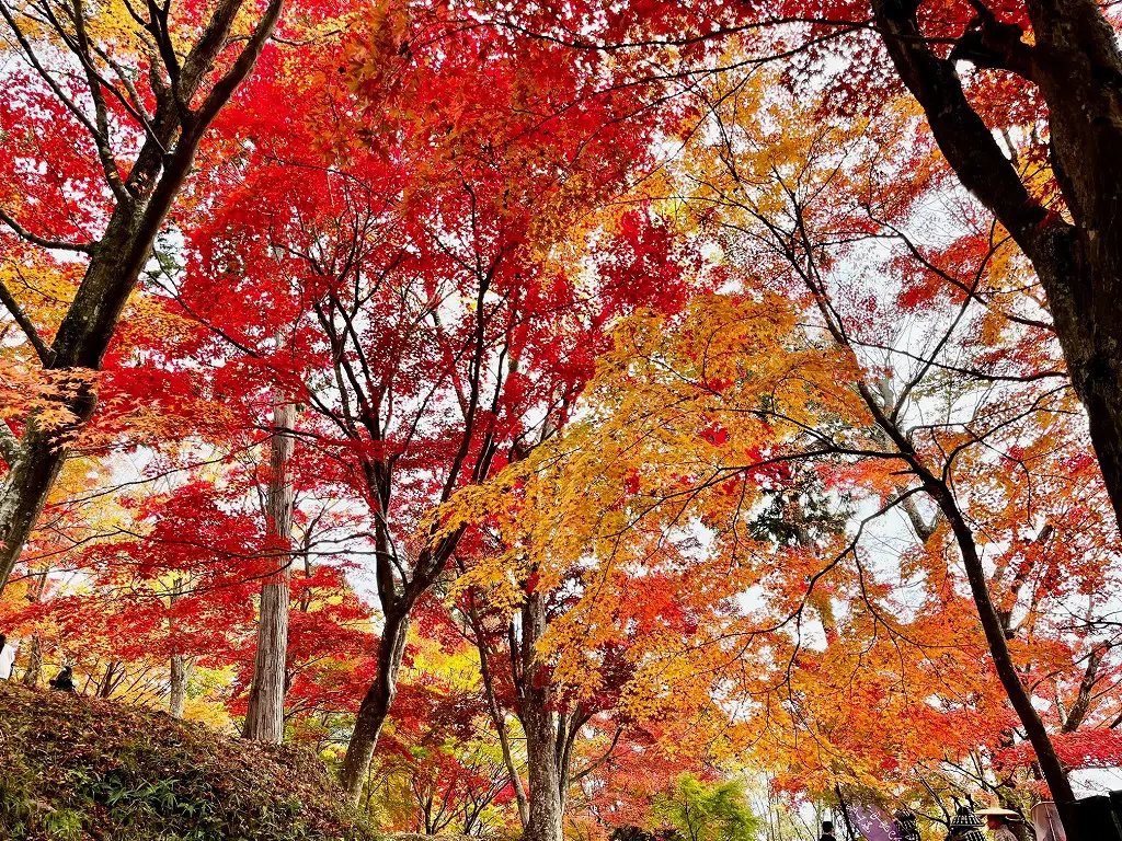 我が町の紅葉スポット「もみじ山」。 | 姫路市・加古川市周辺で注文