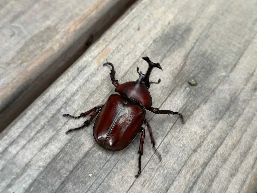 赤カブトって珍しい!? | 姫路市・加古川市周辺でおしゃれな注文住宅を建てるならヤマヒロ