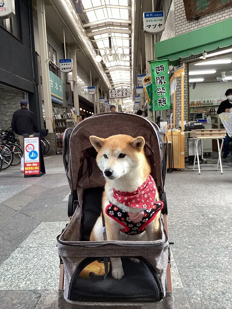 京都で犬連れOKの商店街巡り～出町桝形商店街～ | 姫路市・加古川市周辺でおしゃれな注文住宅を建てるならヤマヒロ