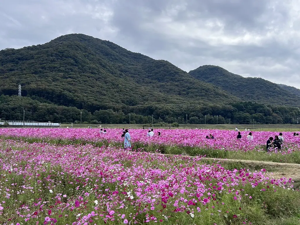 ショップ ソロキャンプ、 家庭菜園 山暮らし123坪