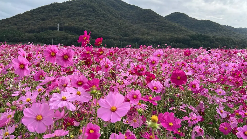 秋を満喫！コスモス畑に行ってきました | 姫路市・加古川市周辺でおしゃれな注文住宅を建てるならヤマヒロ